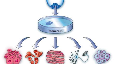 Two Stem Cell Research Breakthroughs You Should Know About