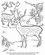 Animal Drawings Coloring Pages  Chital animal Identification drawing sketch template