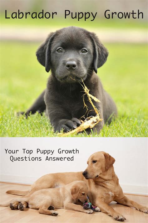 The Ultimate Labrador Puppy Growth Chart And FAQ