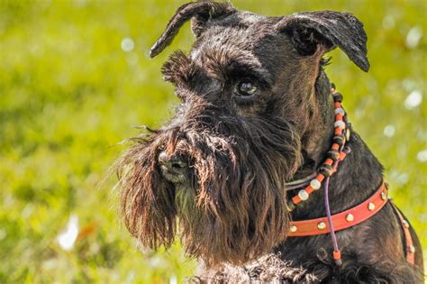 All the Miniature Schnauzer Colors (With Pictures!) - DogsPlanet.com