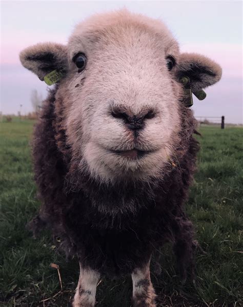 Herdwick sheep | Sheep breeds, Animal antics, Cute animals