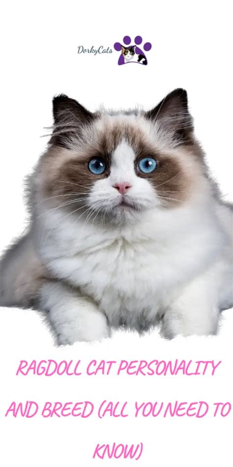 RAGDOLL CAT PERSONALITY AND BREED (ALL YOU NEED TO KNOW) - DorkyCats