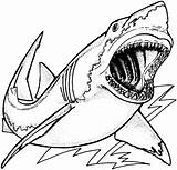 Coloring Pages Shark Free And Printable sketch template