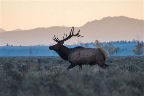 Grand Teton National Park Wildlife Spotting - Jackson Hole Traveler