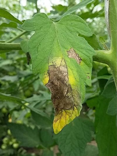 Tomato Late Blight | Pests & Diseases