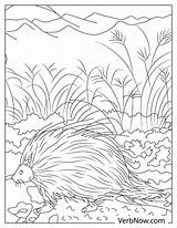 Free PORCUPINE Coloring Pages For Download Printable PDF sketch template