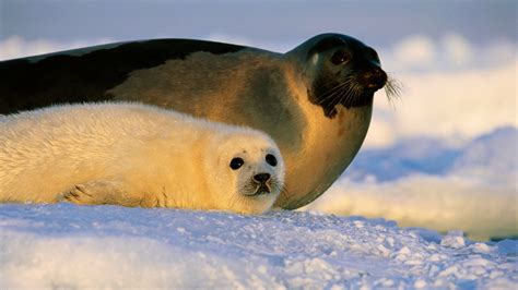 Harp Seals: Characteristics, habitats, reproduction and more.