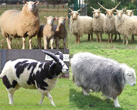 Sheep Breeds: List Of Some Popular Breeds