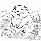 Gopher Coloring Pages  Free & Printable sketch template