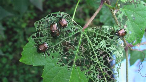 How to Get Rid Of Japanese Beetles | The Tree Center™