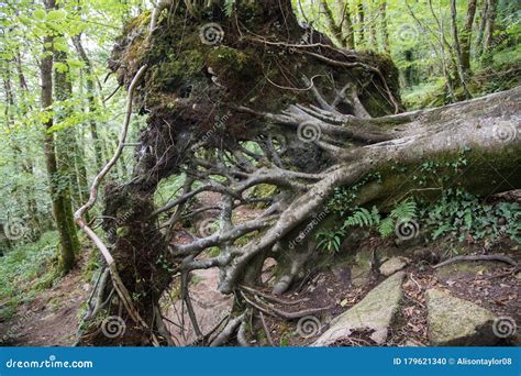 The Roots of a Large Recently Fallen Tree in Woodland Stock Photo - Image of broken, bark: 179621340