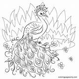 Peacock Coloring Pages Printable For Free Download sketch template