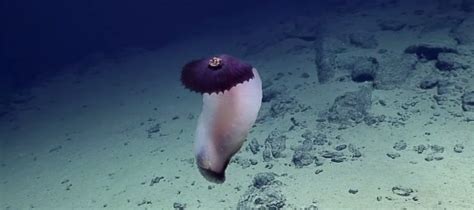Lots Of Awesome Purple Deep-Sea Creatures Have Been Discovered This Year | IFLScience