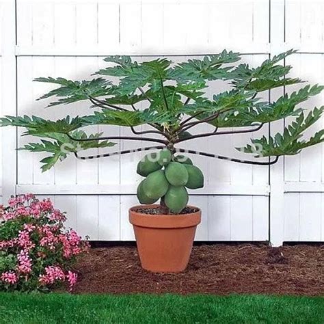 Fruit seeds RARE20+Seed)Dwarf hovey Papaya Tree Plant Container/Bonsai*USA Combine Shipping-in ...