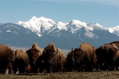 Congress Returns Long-Sought Bison Range To Flathead Reservation