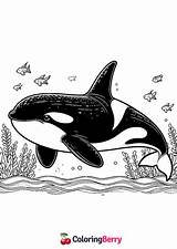 Orca Whale Coloring Page Free PDF Printable sketch template
