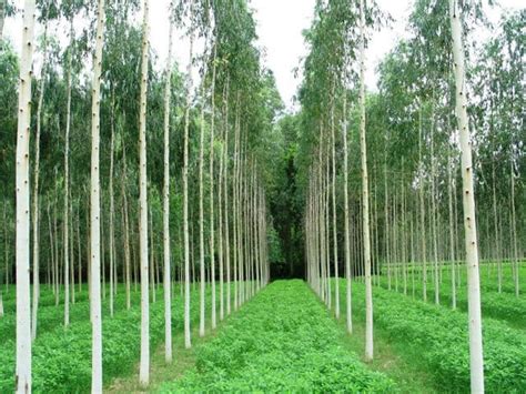 Social Forestry and Agroforestry - UPSC (Biogeography) - UPSC Notes » LotusArise