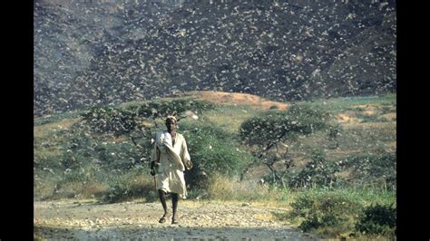 Desert Locust Swarms Wreak Havoc - YouTube