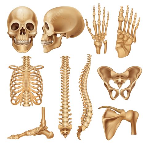 Axial Skeleton Human Skeleton Appendicular Skeleton B - vrogue.co
