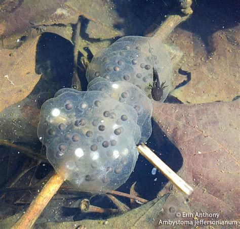 Jefferson Salamander Eggs