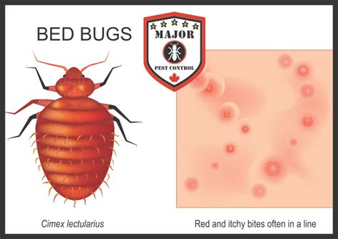 Three Things To Know About Bed Bugs - Major Pest Control Calgary