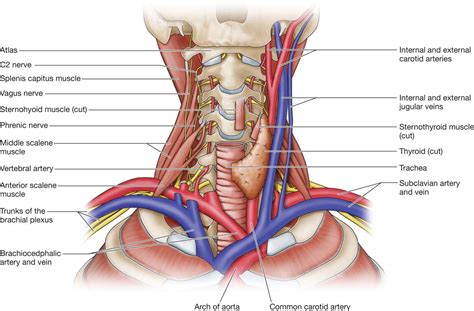 Stellate Ganglion Block | Anesthesia Key