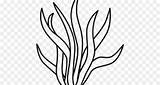 Free Seaweed Drawings Coloring Pages Sketch Coloring Page sketch template