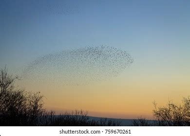 Starling Murmuration Formation Stock Photo 759670261 | Shutterstock