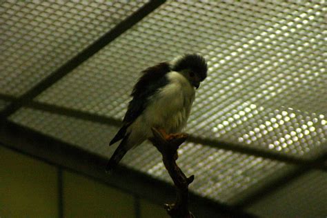 african pygmy falcon - Uncategorized - Photo.net