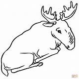 Moose Coloring Pages sketch template