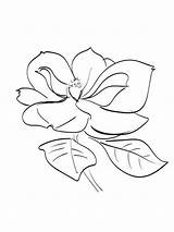 Magnolia coloring pages sketch template