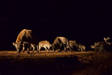 The hyena man of Harar - Africa Geographic