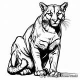 Cougar Coloring Pages  Free & Printable sketch template