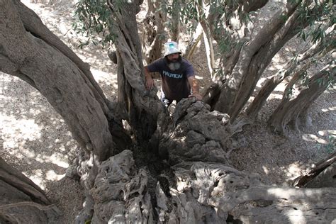 This Olive Tree in Bethlehem Has Stood for 5,000 Years – and this Man Is Defending It | Blogging ...