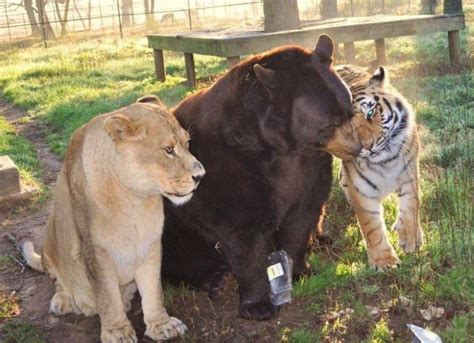 Lion, Bear & Tiger Friends – 1Funny.com