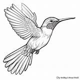 Ruby Throated Hummingbird Coloring Pages  Free & Printable sketch template