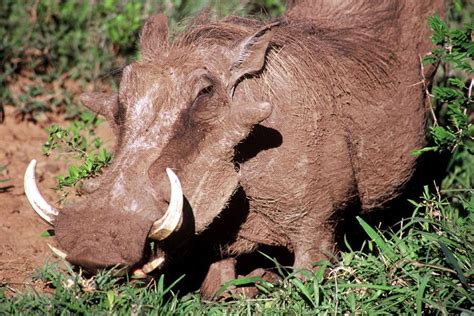 The warthog is called "Pumba" in Swahili East Africa...remember "The ...