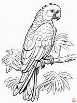 Parrot Coloring Pages For Adults sketch template
