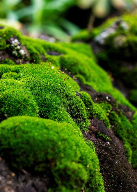 Moss, macro, lichen, plant, HD phone wallpaper | Peakpx