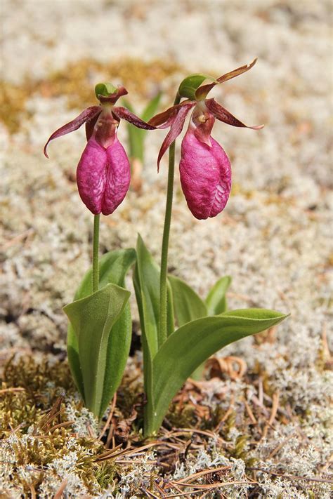 Orchidées du Québec