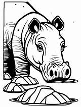 Hippopotamus Coloring Page · Creative Fabrica sketch template