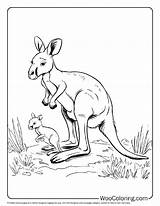 100  Kangaroo coloring Pages Free PDF To Print Woo Coloring sketch template