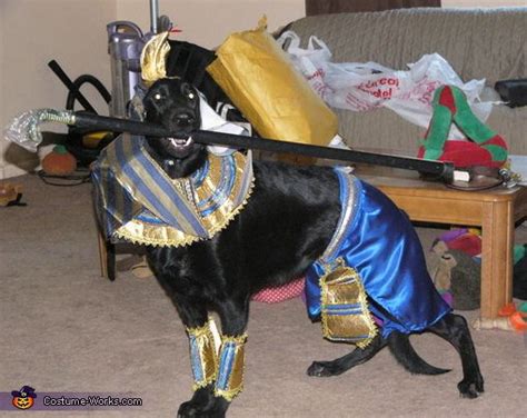 Anubis Egyptian Dog God - Halloween Costume Contest at Costume-Works ...