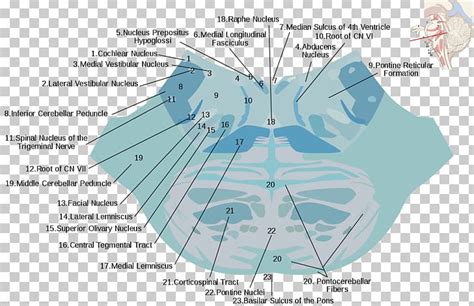 Reticular Formation Pons Nucleus Raphe Nuclei Brainstem PNG, Clipart ...