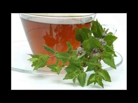 Organic Peppermint Herbal Tea - Caffeine-free; Peppermint Tea for Stomach Bloating - YouTube