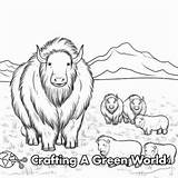 Musk Ox Coloring Pages  Free & Printable sketch template