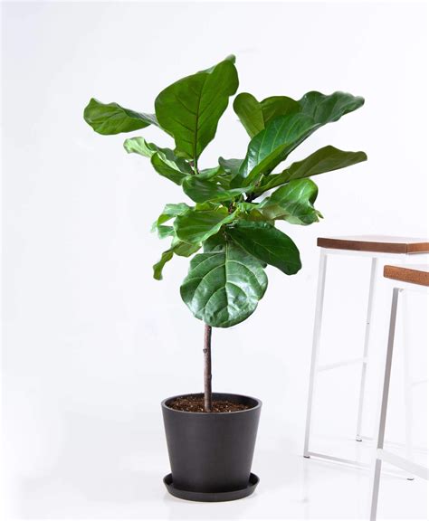 Buy Large, Potted Fiddle Leaf Fig Indoor Plant | Bloomscape