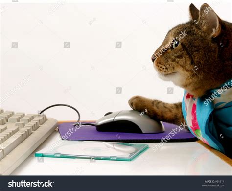 Busy Cat Stock Photo (Edit Now) 938514