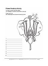 Flower Anatomy Worksheet sketch template