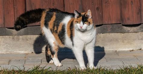 19 Calico Cat Breeds - Tricolor Cats (with Pictures)